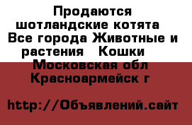 Продаются шотландские котята - Все города Животные и растения » Кошки   . Московская обл.,Красноармейск г.